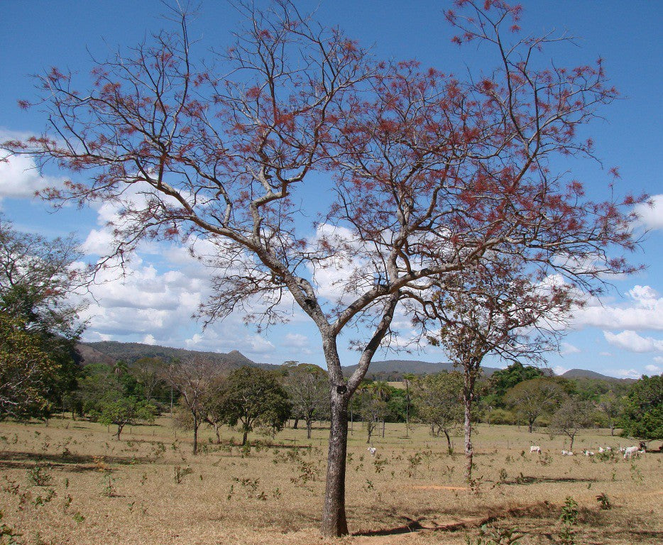 Aroeira Honey